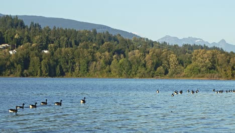 port moody forest, false creek and canada goose 4k, 60fps timelapse