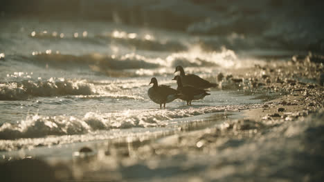 wild canadian geese silhouette standing in beach waves during summer sunset