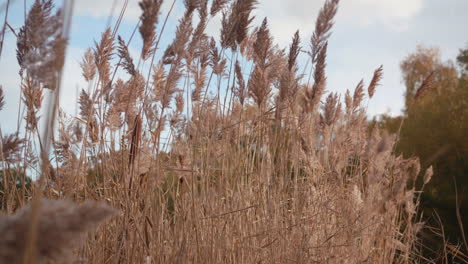 wide shot of reeds - rushes blowing in the wind, lite by the last of the autumn - fall sun, in slow motion