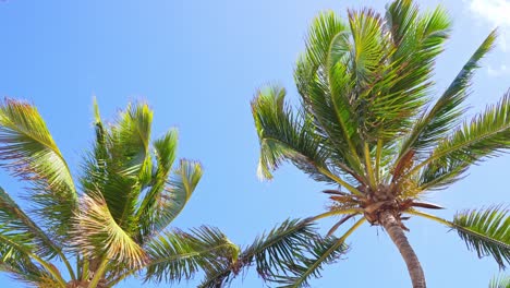 two beautiful green caribbean palm trees blowing in the wind with clear blue sky in the background.