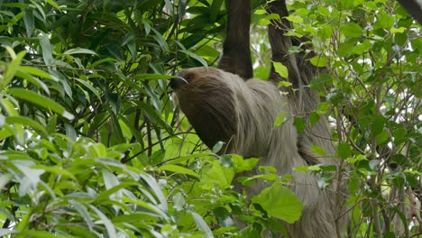 perezoso en el árbol