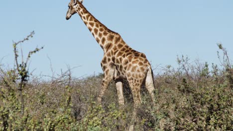 Eine-Große-Giraffe-Durchstreift-Die-Namibische-Wüste-Auf-Der-Suche-Nach-Nahrung