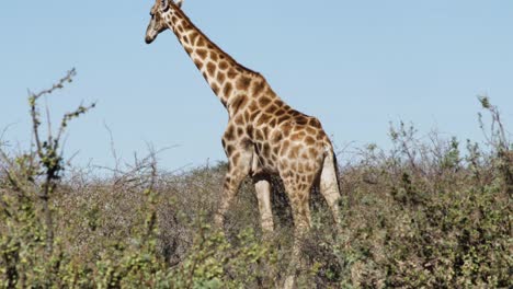una gran jirafa vaga por el desierto de namibia en busca de comida