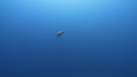 Green-sea-turtle-swimming-in-the-blue-crystal-clear-water-of-the-pacific-ocean,-around-the-island-of-Tahiti-in-French-Polynesia