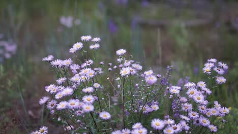 Primer-Plano-De-Flores-De-Aster-Alpinus-Brillante-Contra-Fondo-Verde