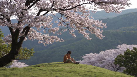 person sitting under cherry blossoms in spring landscape