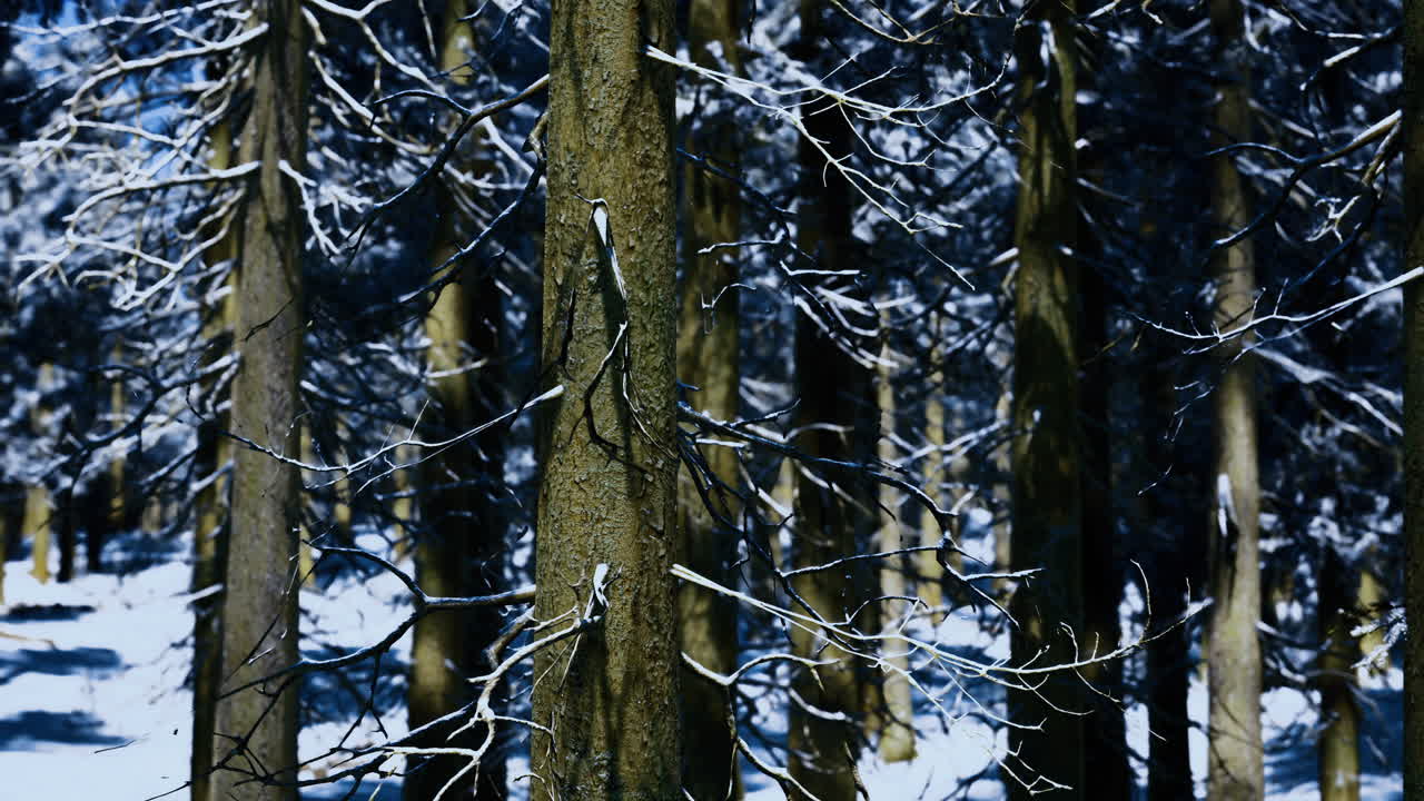 Winter forest landscape with snow covered trees and shadows in sunlight