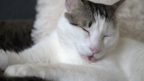 Close-up-shot-of-cute-white-cat-sleeping-and-dreaming-with-open-mouth-and-tongue---prores-quality