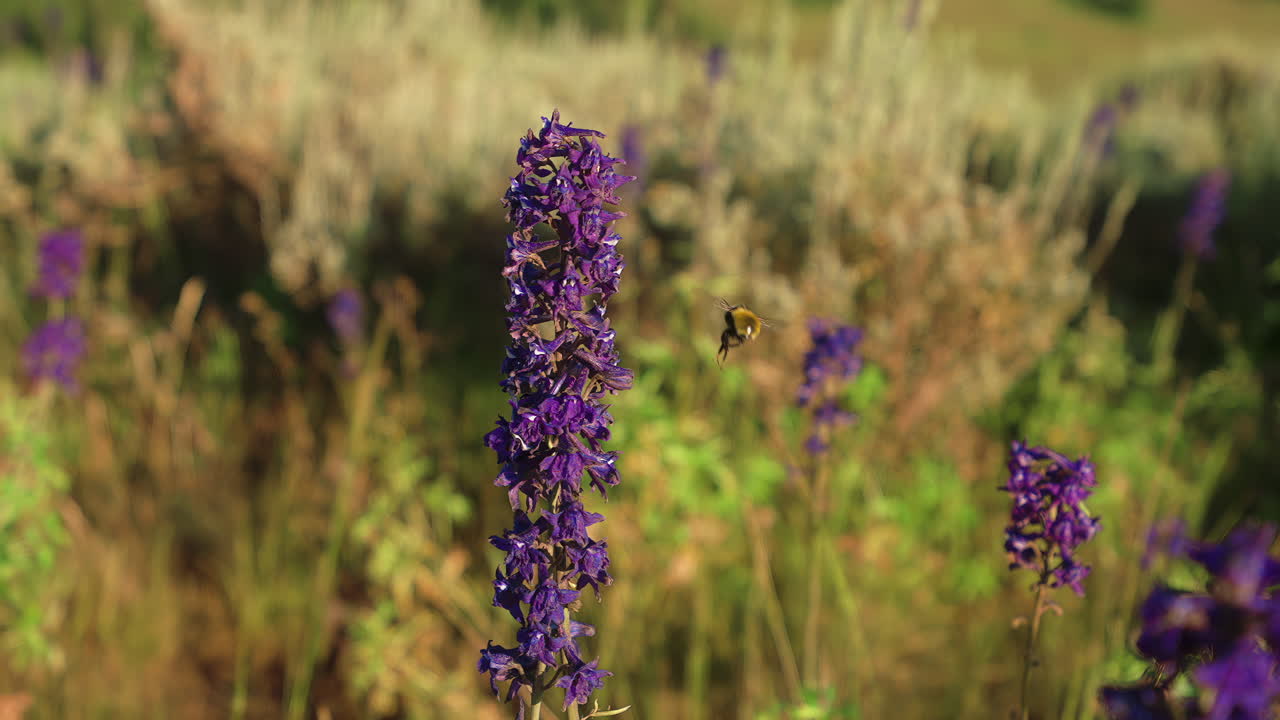 Bee Collecting Pollen On Purple Wildflower - Close Up