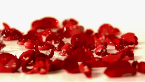 water drops falling onto red rose petals