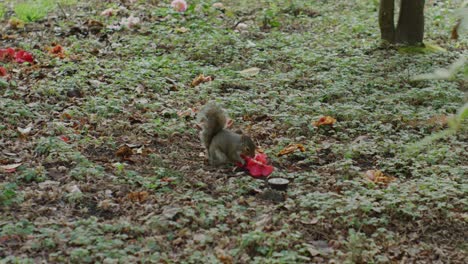 close up of american park squirrel sitting in green grass holding and nibbling bright red flower surrounded by trees soft natural light playful animal behavior peaceful urban wildlife moment