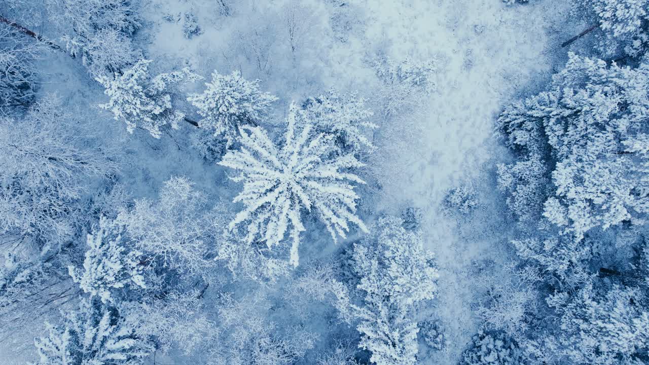 Top Down View Of Snow Covered Trees During Winter - Drone Shot
