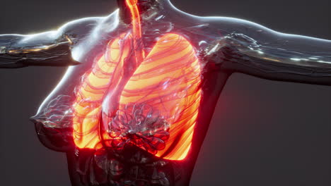 coronavirus covid-19 infection in the lungs