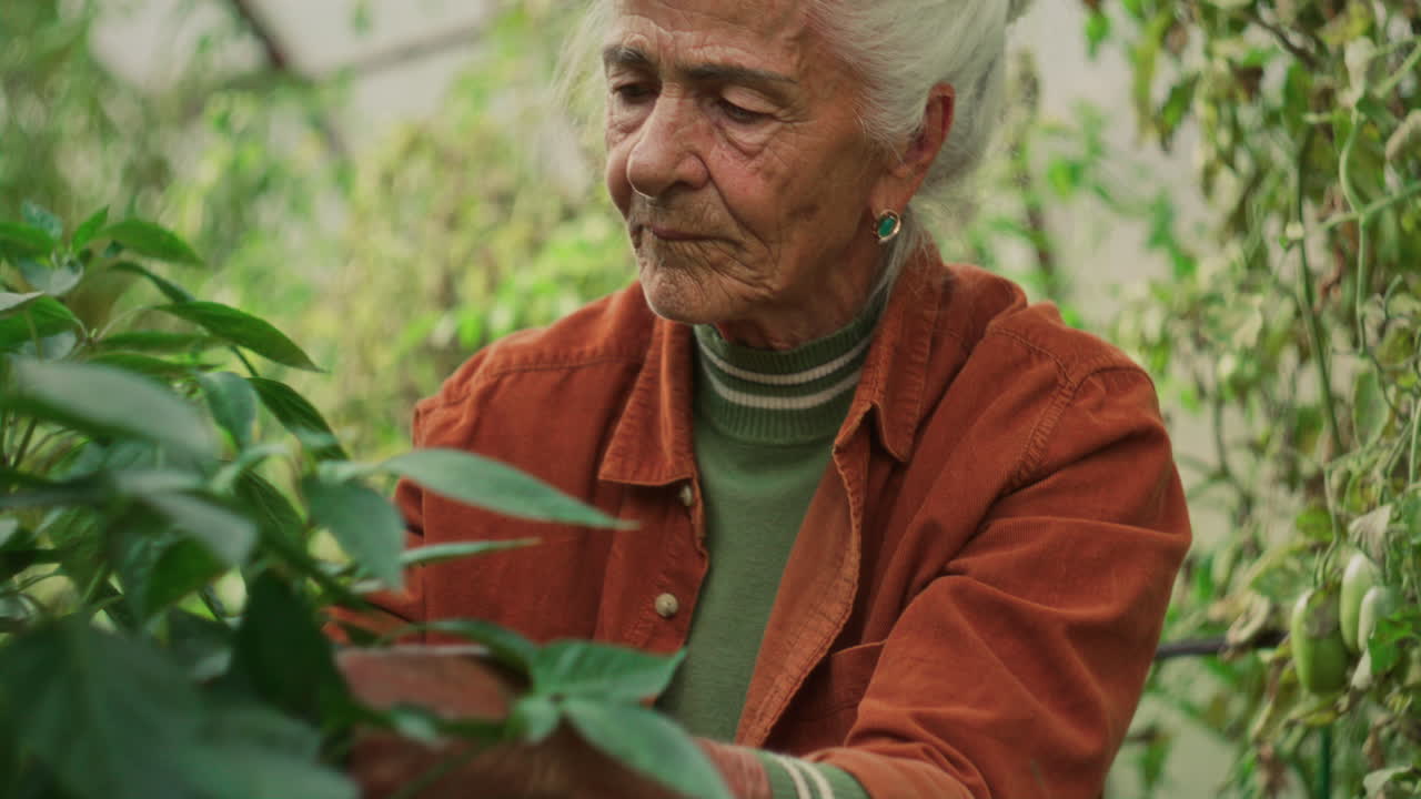 Senior Woman Picking Red Peppers from Plant in Greenhouse