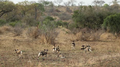 african wild dog puppies in an open field, kruger national park