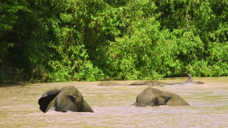 dos elefantes salpicando y jugando juntos en el agua fangosa del lago en áfrica