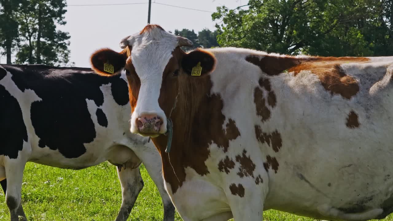 Slow medium-tele drone orbit showing spotted cows in green field