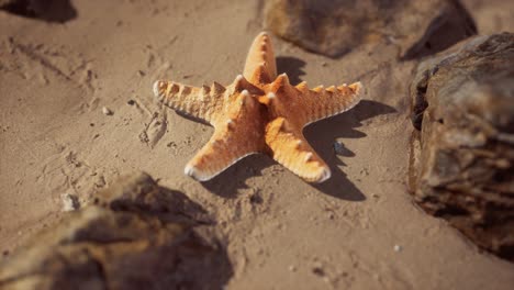 estrellas de mar en la playa de arena al atardecer