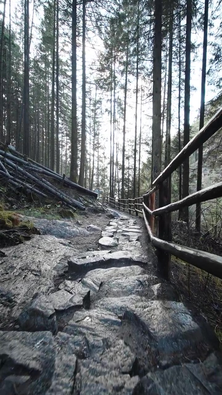 A stone pathway winds through a dense forest, bathed in soft morning light. Ideal for hiking or nature-themed projects.
