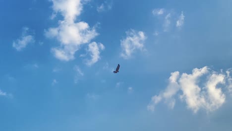 Adler-Fliegt-Am-Blauen-Himmel---Falke-Schwebt-Hoch-Am-Himmel-Mit-Blauem-Himmel-Und-Wolken