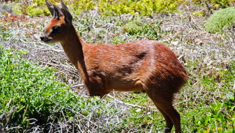 telephoto shot of cape grysbok