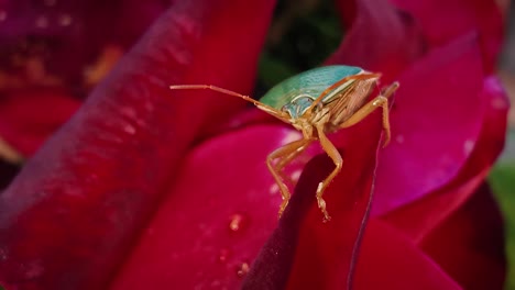 Un-Insecto-Recostado-Tranquilamente-Sobre-Un-Pétalo-De-Rosa