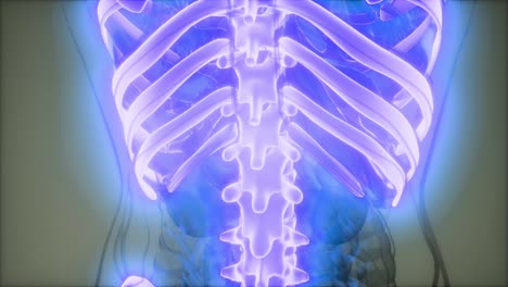 cuerpo humano transparente con huesos visibles