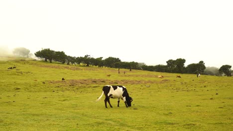 Spotted-cow-eating-grass-on-a-foggy-plainfield