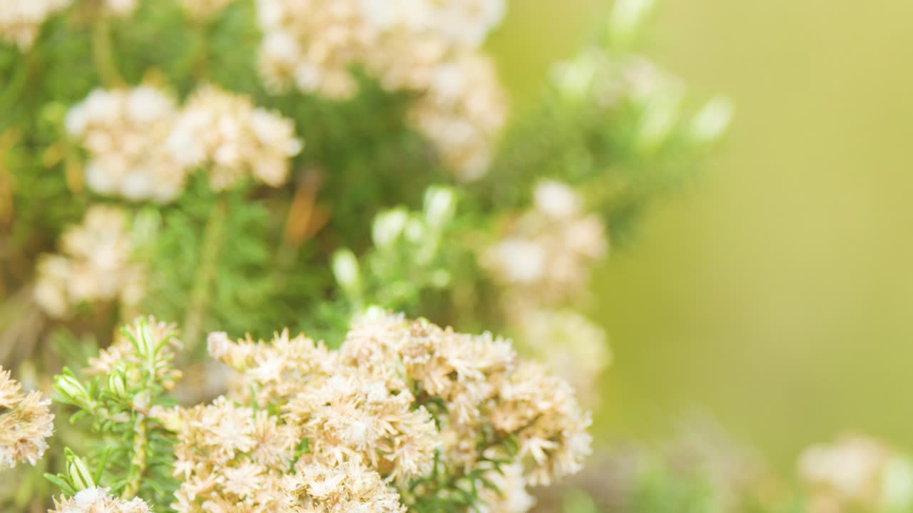 Papery white Ozothamnus diosmifolius flowers sway gently in bright, natural outdoor lighting