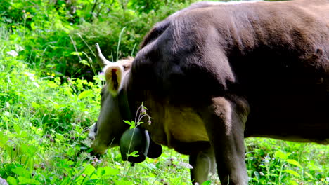 una vaca está comiendo hierba en los prados