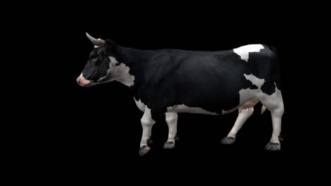 cow walking