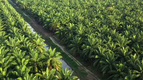 primary production and source of economy, drone fly around hectares of crude palm oil plantation with sungai bekah river running across the farmlands, sitiawan, perak, malaysia, southeast asia