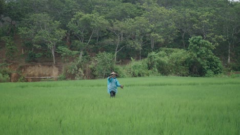 farmer in a rice paddy