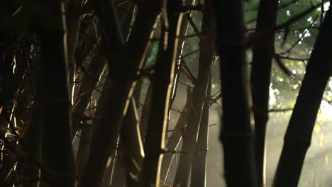 morning mysterus lights fell through the jungle of the bamboo