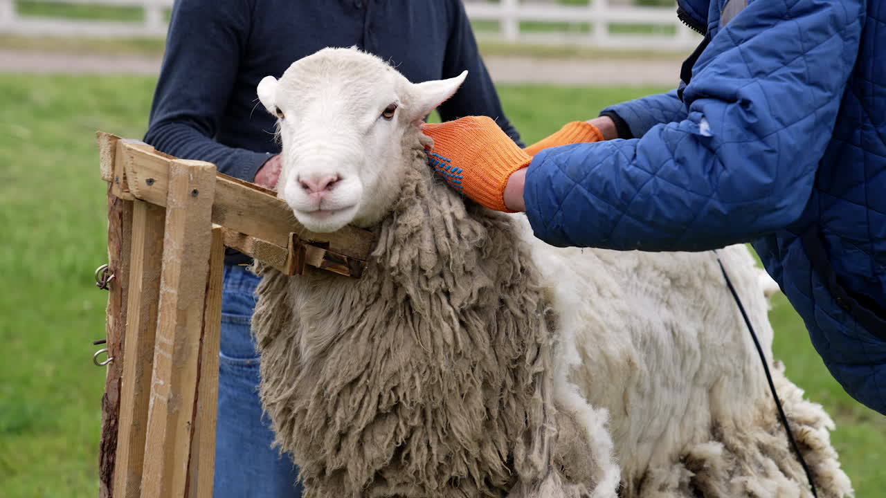 Agricultural farmer working with the sheep. White curly wool shearing.