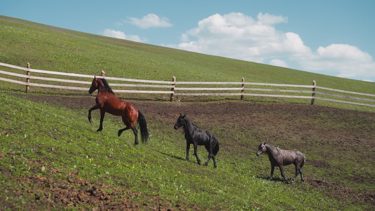 caballos de pura raza corren a lo largo de un gran paddock en la colina verde