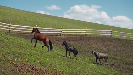 Caballos-De-Pura-Sangre-Corren-A-Lo-Largo-De-Un-Gran-Prado-En-Una-Colina-Verde