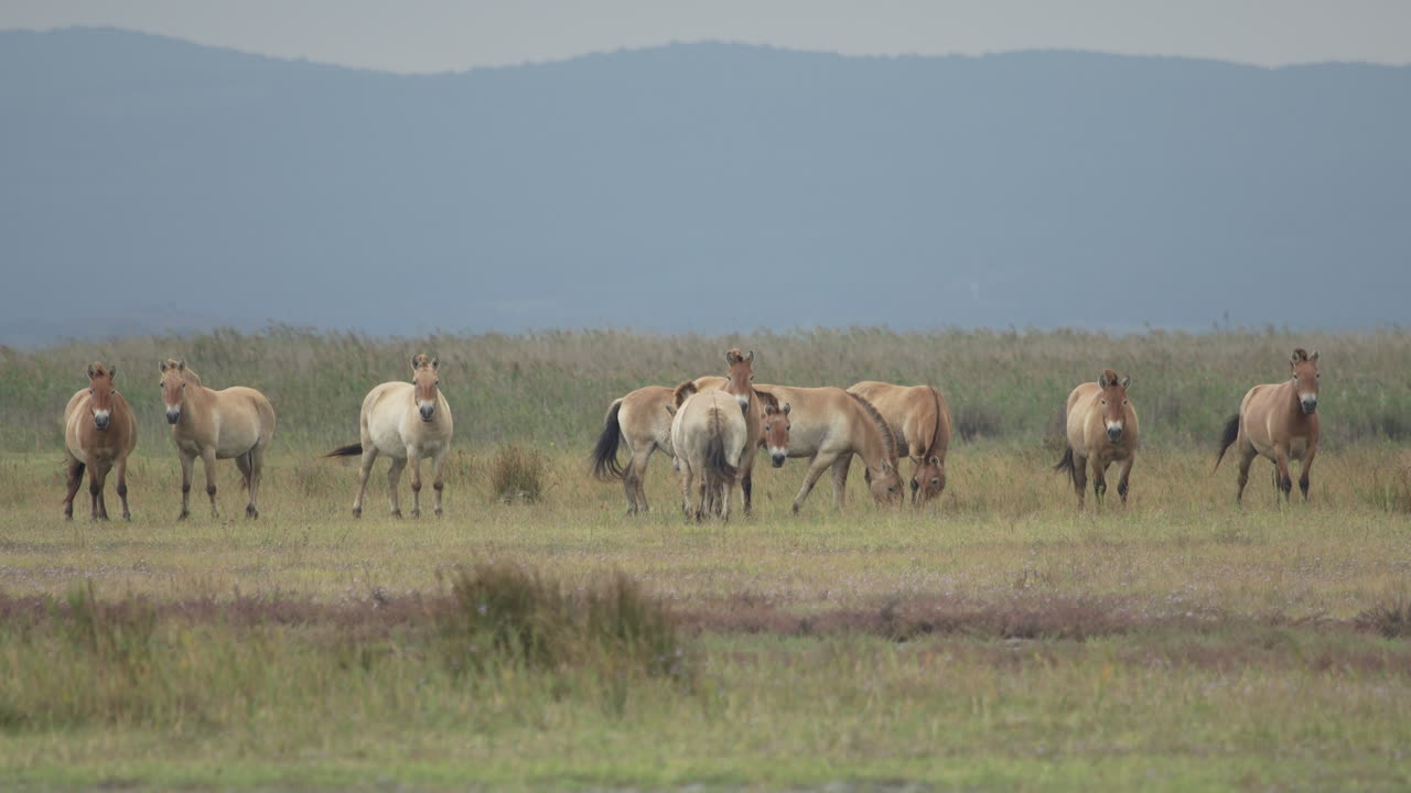 grupo de caballos przewalski mirando a la cámara