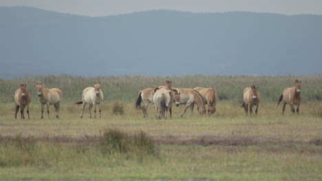grupo de caballos przewalski mirando a la cámara