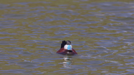 an adult male ruddy duck swims leisurely in a pond - slow motion