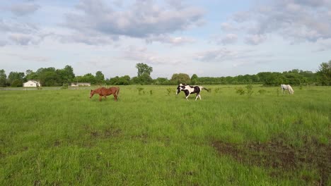 Colorful-horses-grazing-in-green-vibrant-meadow-farmland,-handheld-view