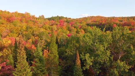 Mitten-Im-Herbst-über-Dem-Wald-Mit-Roten,-Gelben-Und-Grünen-Bäumen-Fliegen