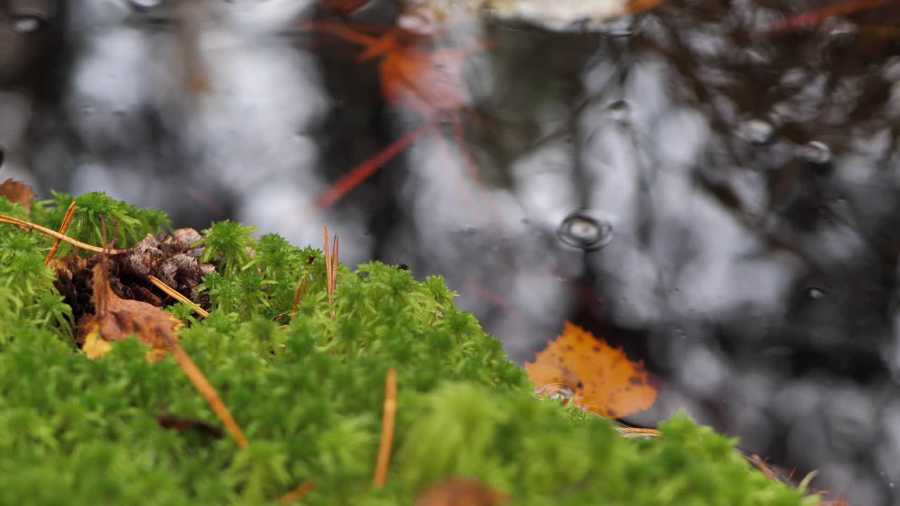 A beautiful small forest river in autumn