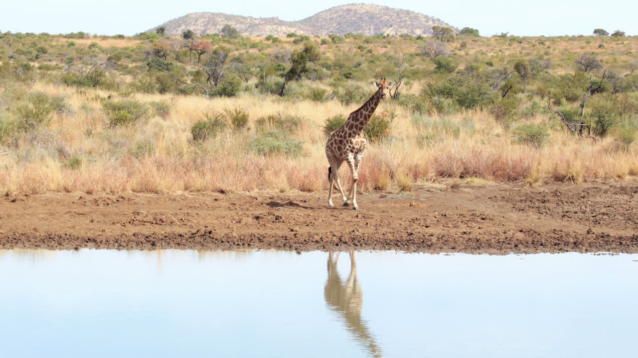 jirafa caminando hacia el agua