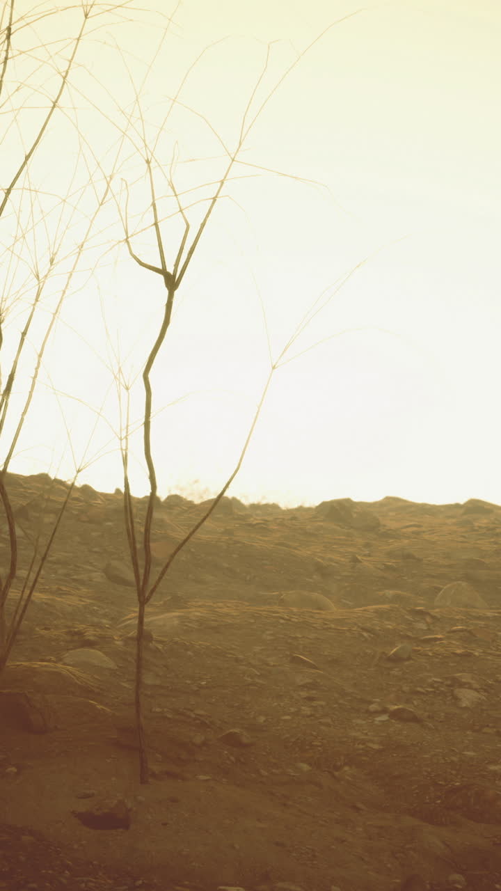Barren landscape with sparse vegetation during sunset in a desert environment