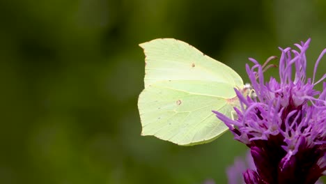 Blurred-out-of-focus-green-foliage-background-with-yellowish-green-bright-male-lemon-butterfly-feeding-on-a-bottle-brush-dense-blazing-star-flower