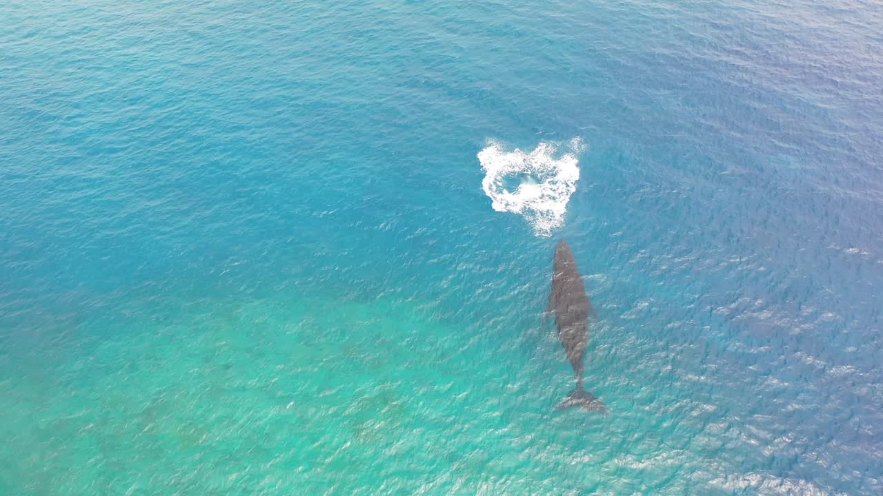 Cook Islands Rarotonga Whale Watching 1