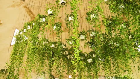 lush green plants hanging in a dubai atrium