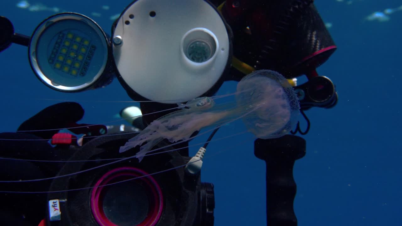 Jellyfish and its fish companions swimming in front of underwater camera