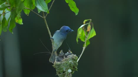 three young black-naped monarch birds were still in their nest, then their mother came to feed them and then went back to look fo food